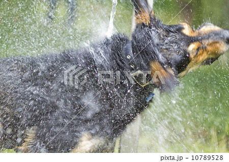 ぶるぶると水しぶきを飛ばす犬の写真素材