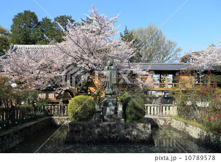 四国霊場第67番札所「大興寺」桜満開の灌頂堀(左奥は天台大師堂) 四国霊場第67番札所「大興寺」桜満開の灌頂堀(左奥は天台大師堂) 10789578