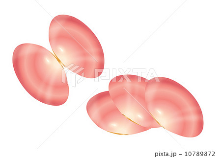 桜貝のイラスト素材