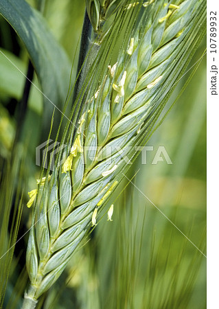 大麦の花 大麦の花 10789932