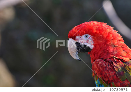 アカコンゴウインコ 10789971