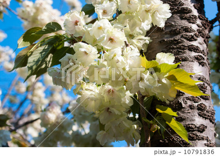 御衣黄桜 10791836