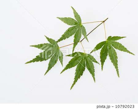 新緑の楓葉 10792023