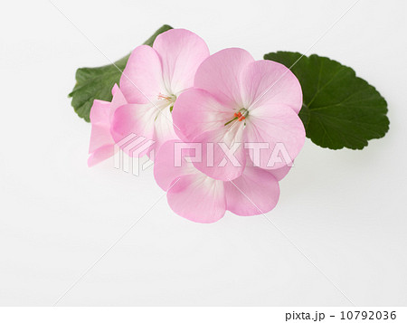 テンジクアオイの花 テンジクアオイの花 10792036