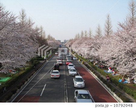 国立の桜３ 10792048