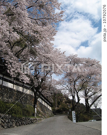海禅寺の桜 10792076