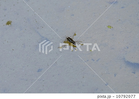 アメンボウ アメンボウ 10792077