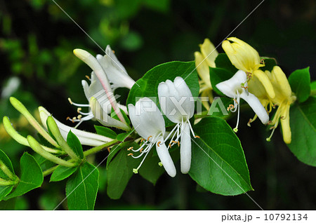 スイカズラ スイカズラ 10792134