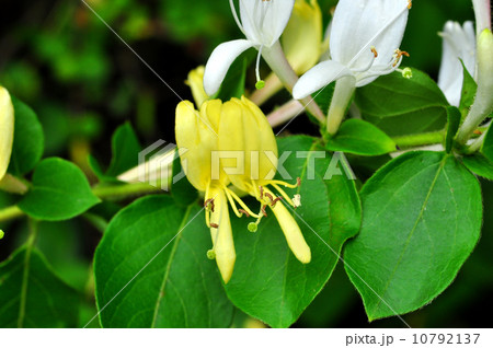 スイカズラ スイカズラ 10792137