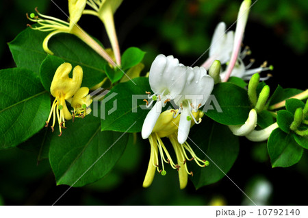 スイカズラ スイカズラ 10792140