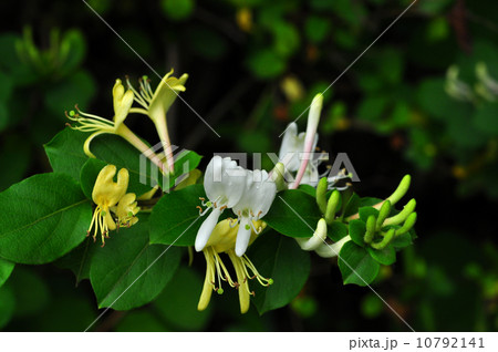 スイカズラ スイカズラ 10792141