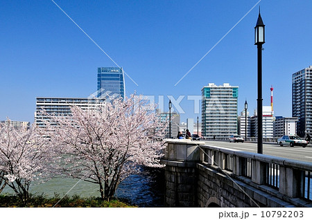 さくら咲く万代橋 10792203