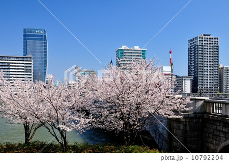 さくら咲く万代橋 10792204