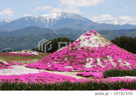 伊那の芝桜 10792350