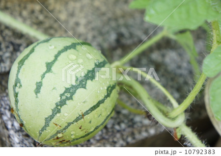 ミニスイカ 10792383
