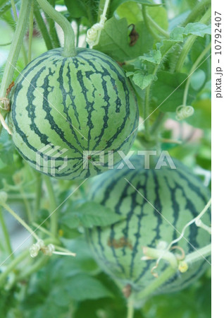 ミニスイカ 10792407