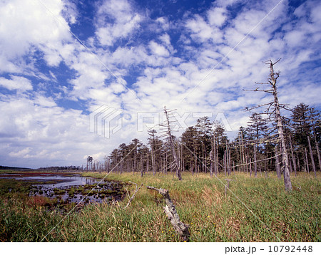 初秋の春国岱 10792448