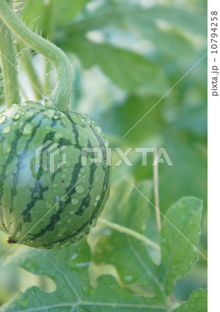 ミニスイカ 10794258