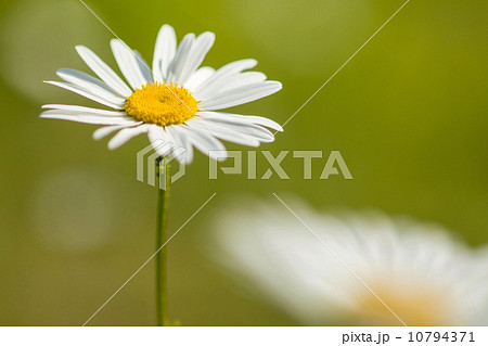 マーガレット 10794371