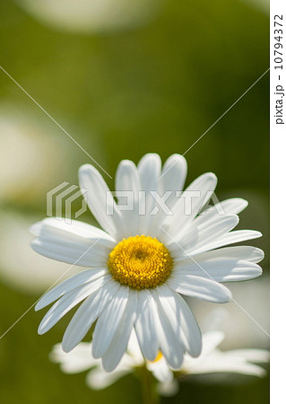 マーガレット 10794372