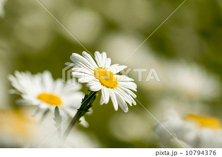 マーガレット マーガレット 10794376