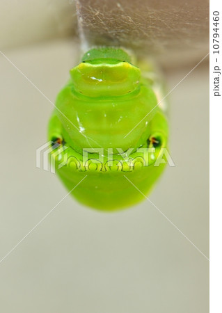 ナミアゲハの幼虫からさなぎへ 10794460