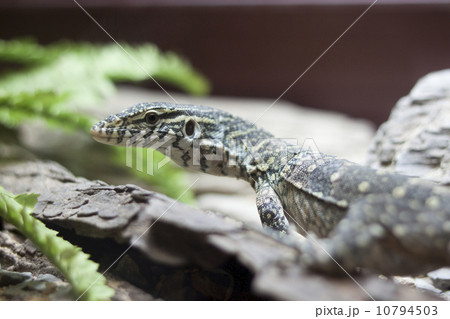 Lizard in Wild Life 10794503