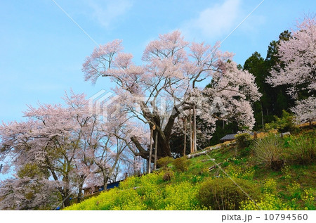祭田のサクラ 10794560