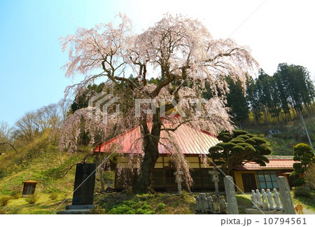 松岳寺のしだれ桜 10794561