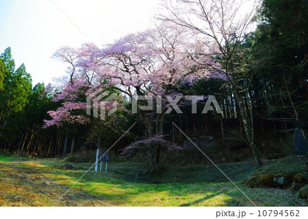 お伊勢様の鐙摺石ザクラ お伊勢様の鐙摺石ザクラ 10794562
