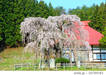 永泉寺の桜 永泉寺の桜 10794565