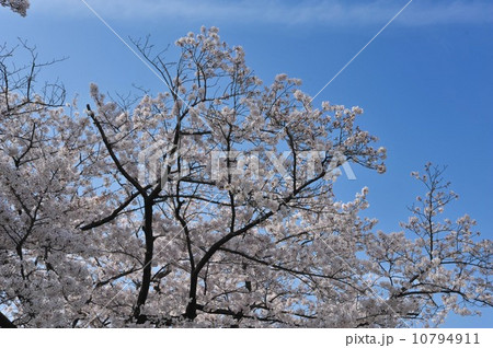 実相寺の桜 10794911