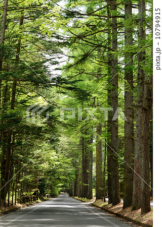 軽井沢三笠通りのカラマツ新緑 10794915