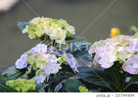 アジサイ 10794994