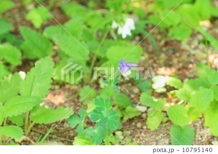 ミヤマオダマキの花 10795140