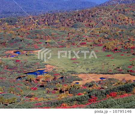 大雪山の紅葉 大雪山の紅葉 10795146
