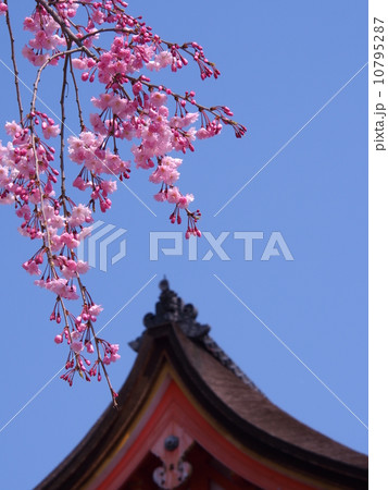 青空と枝垂桜 10795287