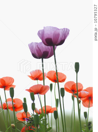 ケシの花 10795327