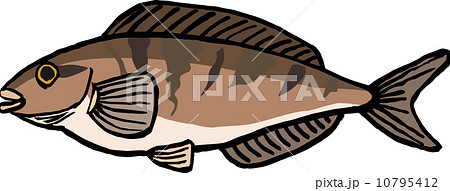 縞ホッケ 縞ホッケ 10795412