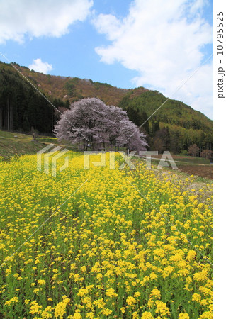 黒部のえどひがん桜 黒部のえどひがん桜 10795525