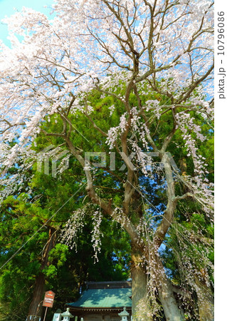 堂山王子神社のしだれ桜 堂山王子神社のしだれ桜 10796086