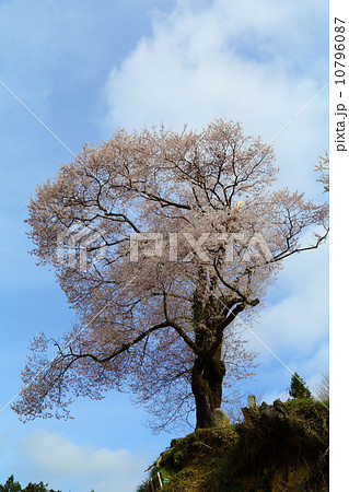 小田八龍桜 10796087