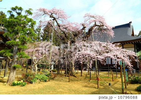 愛蔵寺の護摩ザクラ 愛蔵寺の護摩ザクラ 10796088
