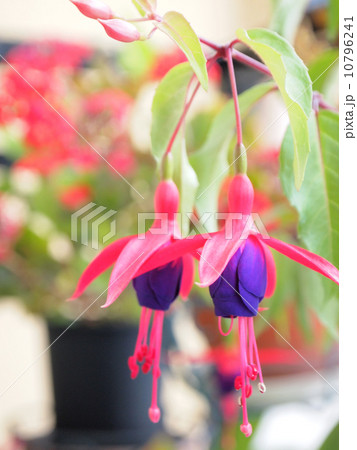 エンジェルスイヤリング 10796241