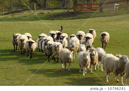 未の群れ 未の群れ 10796281