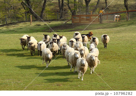 牧羊犬と未 10796282