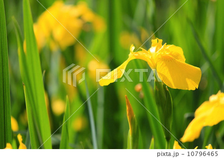 舎人公園のキショウブ 舎人公園のキショウブ 10796465