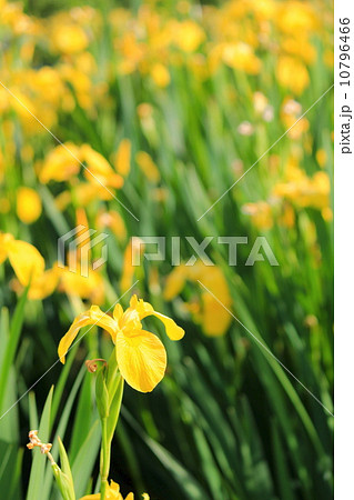 舎人公園のキショウブ 舎人公園のキショウブ 10796466