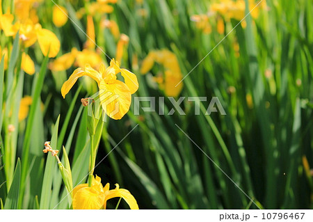 舎人公園のキショウブ 10796467