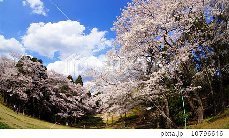 桜名所百選 泉自然公園の風景の写真素材